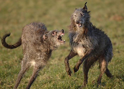 Rohanis Aiofe (Envy) and Farlap Damson in the coursing field.
